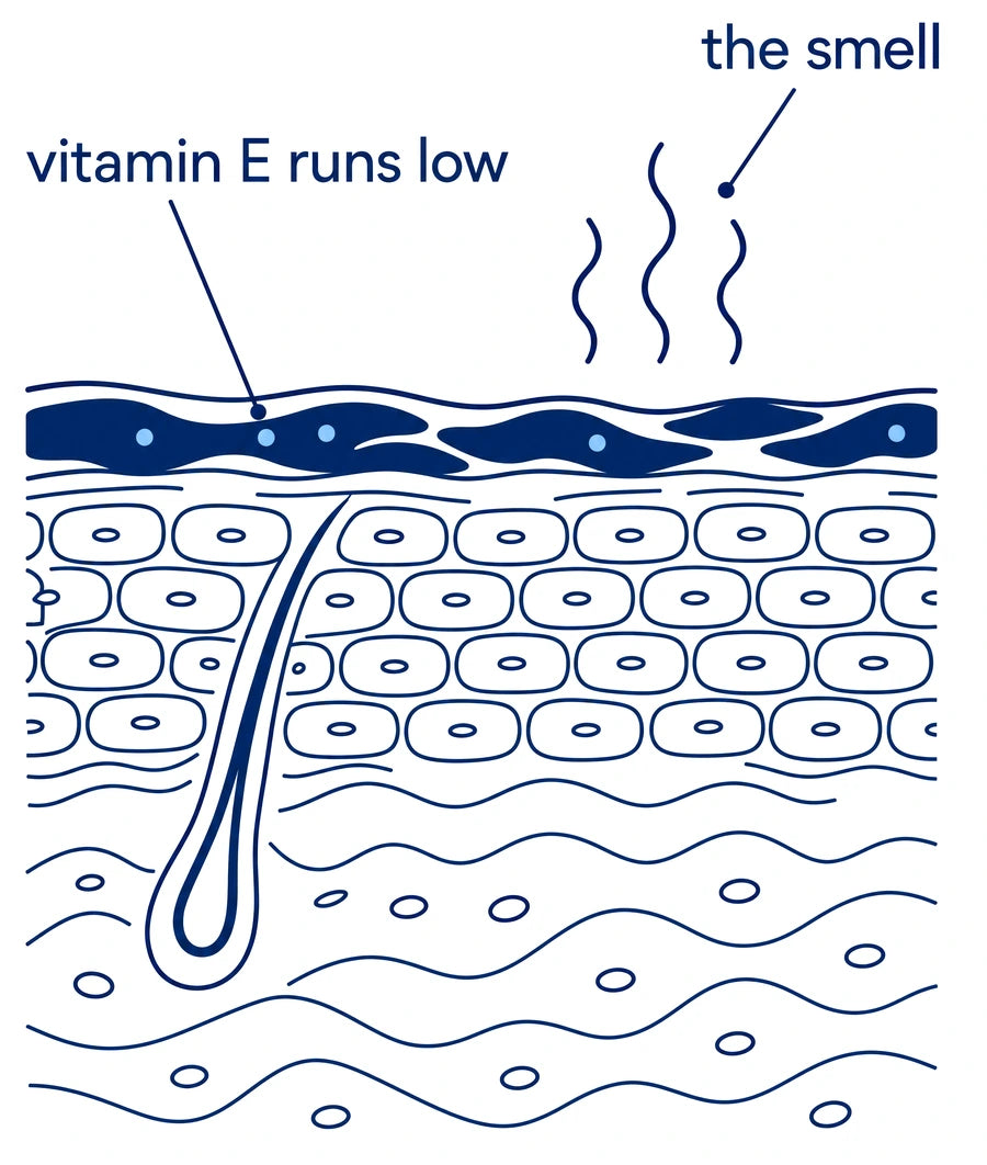 Skin after 45: vitamin E runs low, the surface oil turns and starts to smell.