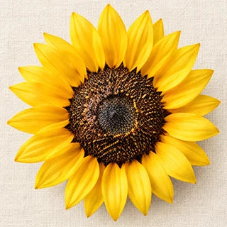 A yellow sunflower head